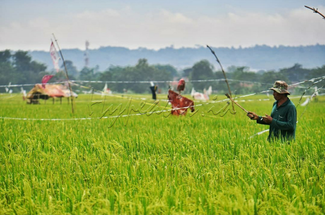 Petani mengusir burung yang hinggap di persawahan