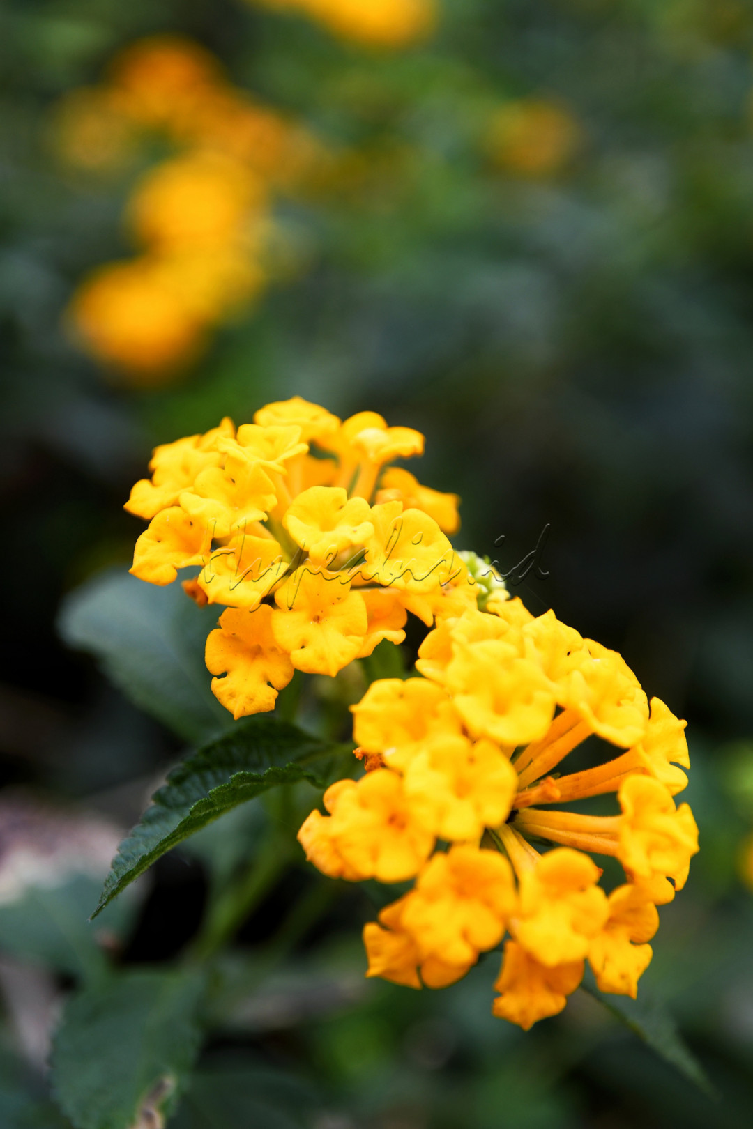 Lantana biasanya menghiasi tepi jalan dengan kombinasi bunga berwarna kuning, pink, merah, dan orange menjadi eye catcher diantara elemen lain dalam taman.Panjang daun 2-5 cm dengan permukaan kasar serta pinggiran bergerigi.&nbsp;Lantana&nbsp;berdaun lebat dan dapat dibentuk hingga terkesan lebih penuh dengan bunga indah.