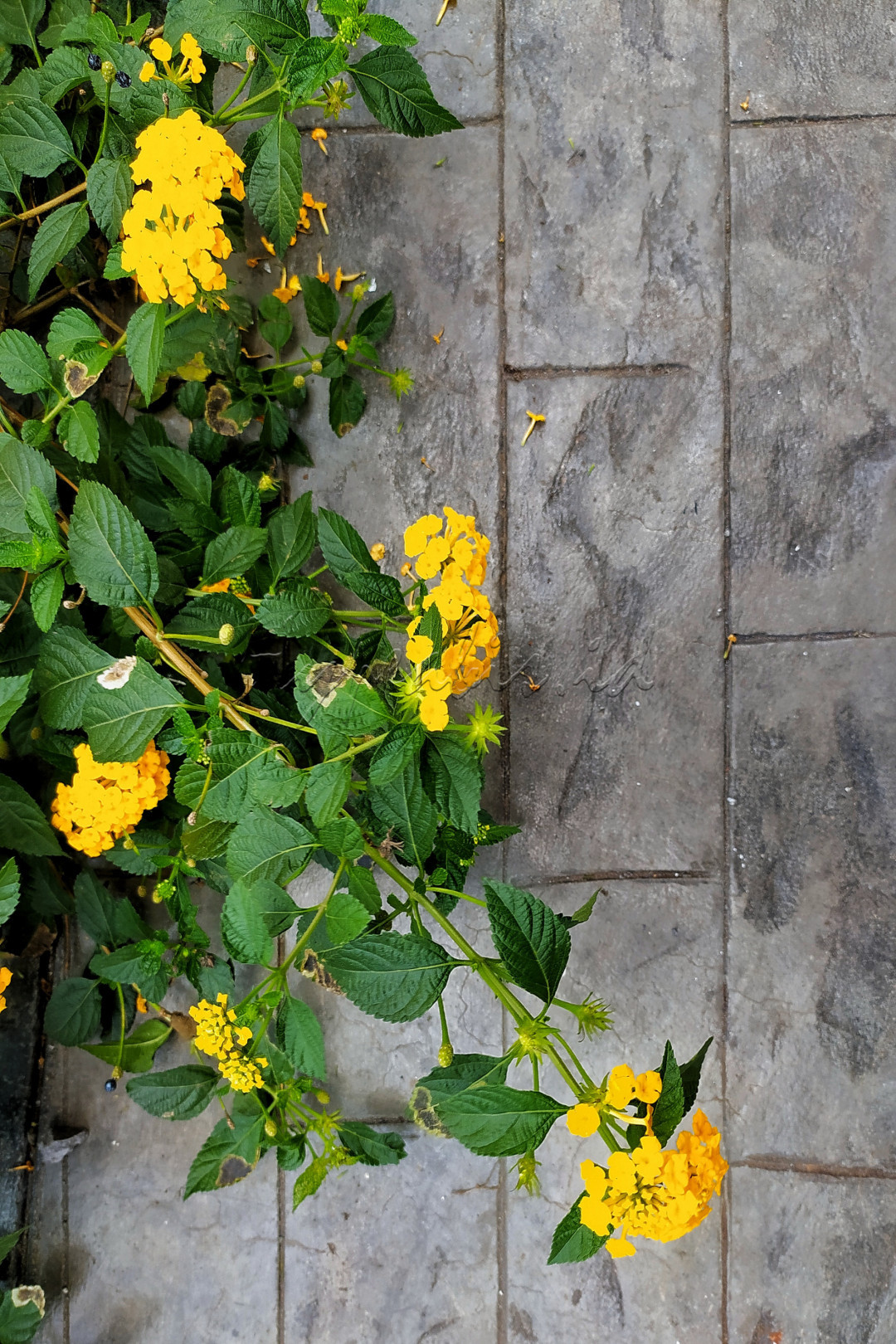 Lantana biasanya menghiasi tepi jalan dengan kombinasi bunga berwarna kuning, pink, merah, dan orange menjadi eye catcher diantara elemen lain dalam taman.Panjang daun 2-5 cm dengan permukaan kasar serta pinggiran bergerigi.&nbsp;Lantana&nbsp;berdaun lebat dan dapat dibentuk hingga terkesan lebih penuh dengan bunga indah.