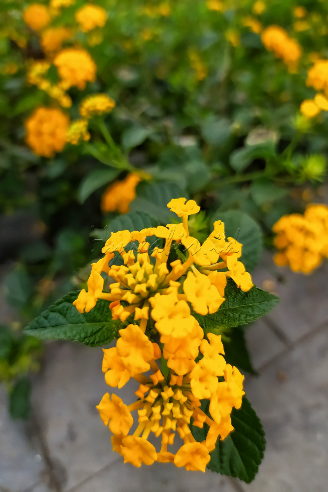 Lantana biasanya menghiasi tepi jalan dengan kombinasi bunga berwarna kuning, pink, merah, dan orange menjadi eye catcher diantara elemen lain dalam taman.Panjang daun 2-5 cm dengan permukaan kasar serta pinggiran bergerigi.&nbsp;Lantana&nbsp;berdaun lebat dan dapat dibentuk hingga terkesan lebih penuh dengan bunga indah.