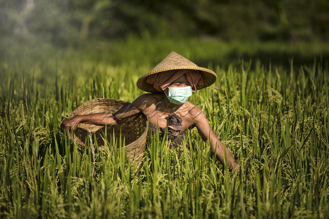 Dalam masa pandemi banyak kegiatan tidak dapat dilakukan termasuk pembatasan bekerja diperkantoran. Akan tetapi untuk kegiatan pertanian tidak dapat berhenti begitu saja dikarenakan pangan merupakan kebutuhan pokok masyarakat. Untuk itu kegiatan bertani tetap berjalan seperti biasa dengan selalu memperhatikan protokol kesehatan, salah satunya adalah memakai masker. Kita harus merdeka dari pandemi terutama dibidang ekonomi.<br />
<br />
<br />
&nbsp;