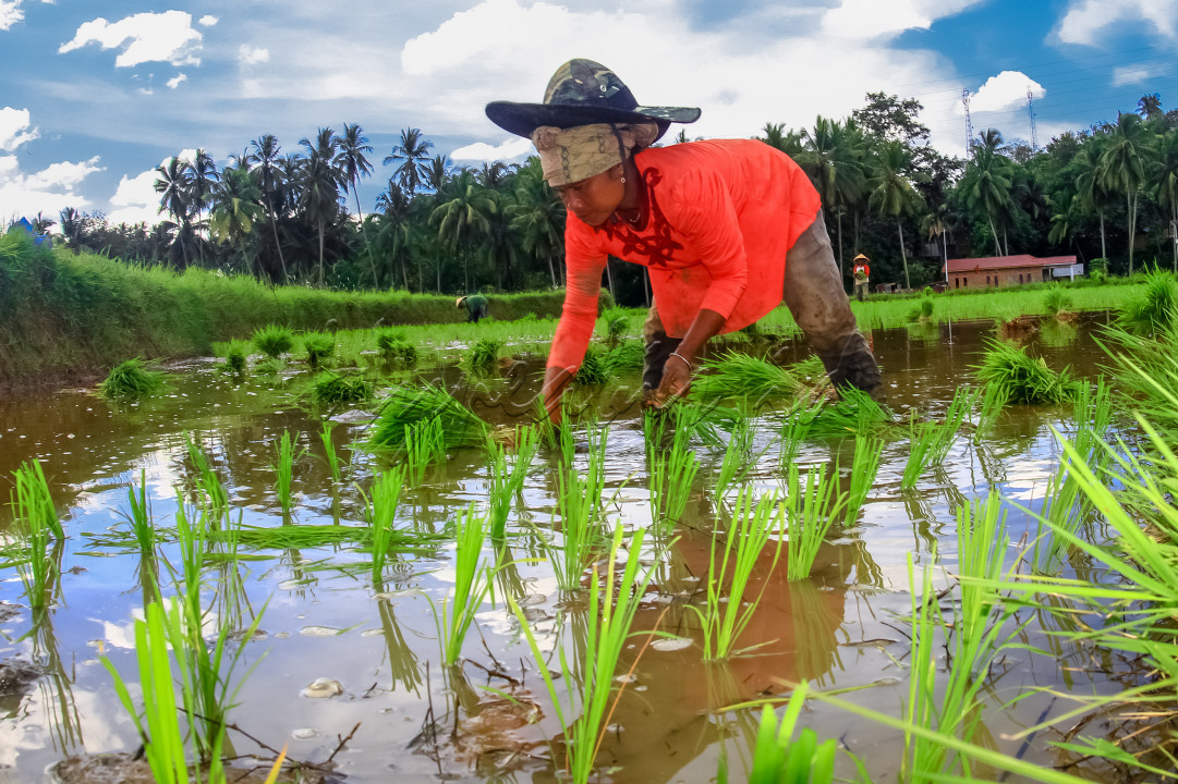 <div style="text-align: justify;">Terlihat ekspresi seorang petani yang di tinggal suami,mandiri bertani untuk menghidupi ekonomi keluarga.</div>