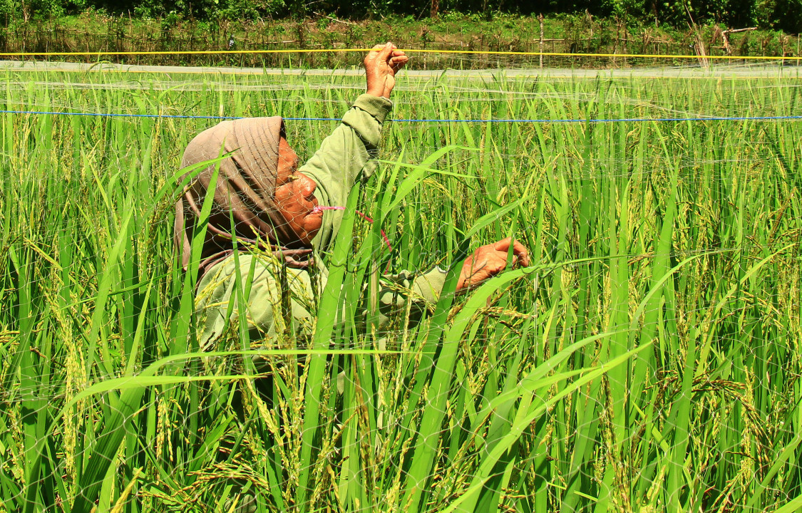 Seorang ibu yang sedang merajut jaring dan memasangnya di atas sawah agar tidak di gangu burung yang memakan padinya,yang artinya ia melindungi haknya dari penguasa yang sedang di atas