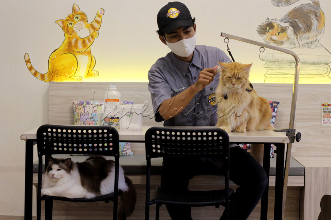 Petugas merawat Kucing saat persiapan menjelang beroperasi kembali pada masa new normal saat Pandemi Covid-19 di Kafe Kucing, Kemang, Jakarta, Rabu (4/6/2021).