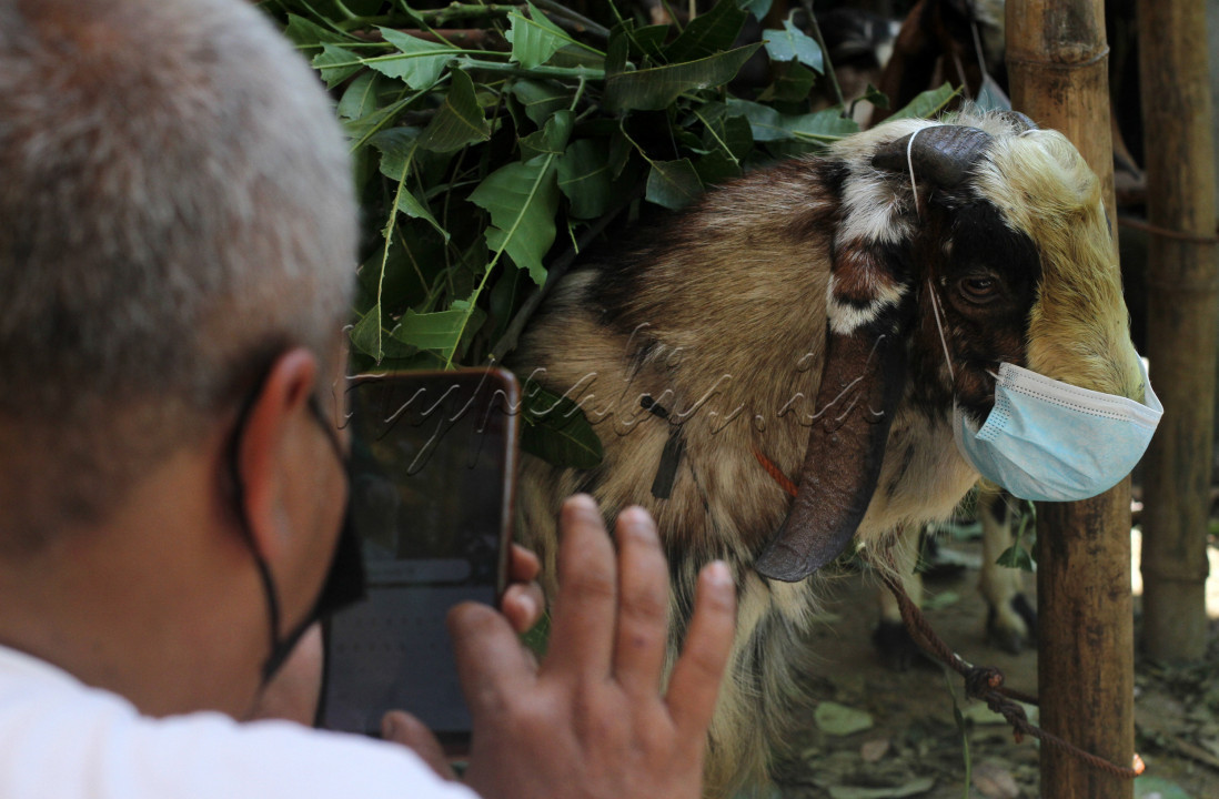 Pedagang mengambil gambar kambing kurban yang sudah dipakaikan masker untuk ditawarkan secara online di Pucangsawit, Jebres, Solo, Minggu (11/7/2021). Pedagang sengaja memasang masker pada kambing kurban untuk menarik pembeli serta sebagai bentuk kampanye perketat protokol kesehatan kepada masyarakat yang beraktivitas di luar rumah selama pelaksanaan PPKM Darurat Jawa Bali agar mencegah persebaran virus corona (Covid-19).&nbsp;