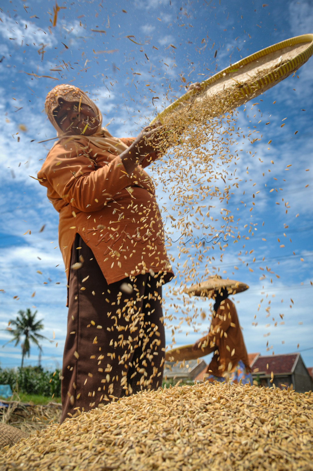 Para petani kecil menjadi tokoh utama dalam produksi beras di Tanah Air, di mana mereka berkontribusi sekitar 90?ri produksi total beras di Indonesia.