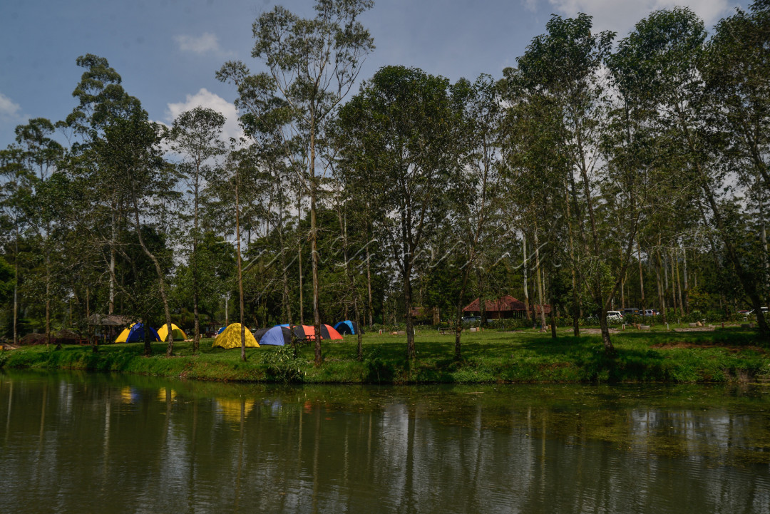Pemandangan indah nan sejuk di Ranca Upas, Bandung dapat menjadi alternatif&nbsp;mengisi akhir pekan bagi warga ibu kota yang ingin melepas penat sejenak.