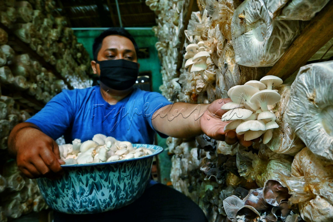 Seorang petani jamur memanen di rumah jamur tiram miliknya di kawasan Kuranji, Padang, Sumatera Barat. Ruang yang tidak terpakai, difungsikan menjadi rumah jamur oleh petani tersebut, sehingga turut meningkatkan perekonomian dalam sehari hari.