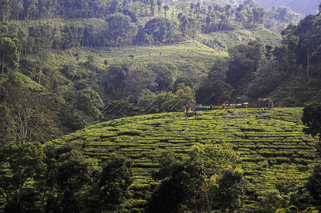 Pemandangan hamparan surga hijau lereng gunung, tepatnya area Perkebunan Teh Gunung Gambir milik PTPN 12 di Desa Gelang, Kecanatan Sumberbaru, Kabupaten Jember, Jawa Timur. Dengan mendatangi perkebunan teh ini, sebenarnya wisatawan tidak hanya sekedar disuguhi sekitar 183 hektar pemandangan hamparan kebun teh. Tetapi bisa mengambil kesempatan untuk beredukasi tentang tanaman teh atau berwisata sambil menyerap edukasinya (edutourism).&nbsp;&nbsp;