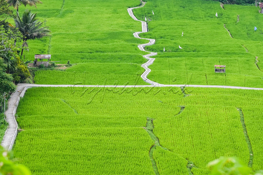 Hypeabis - SETAPAK BERLIKU DI TENGAH SAWAH NGARAI SIANOK