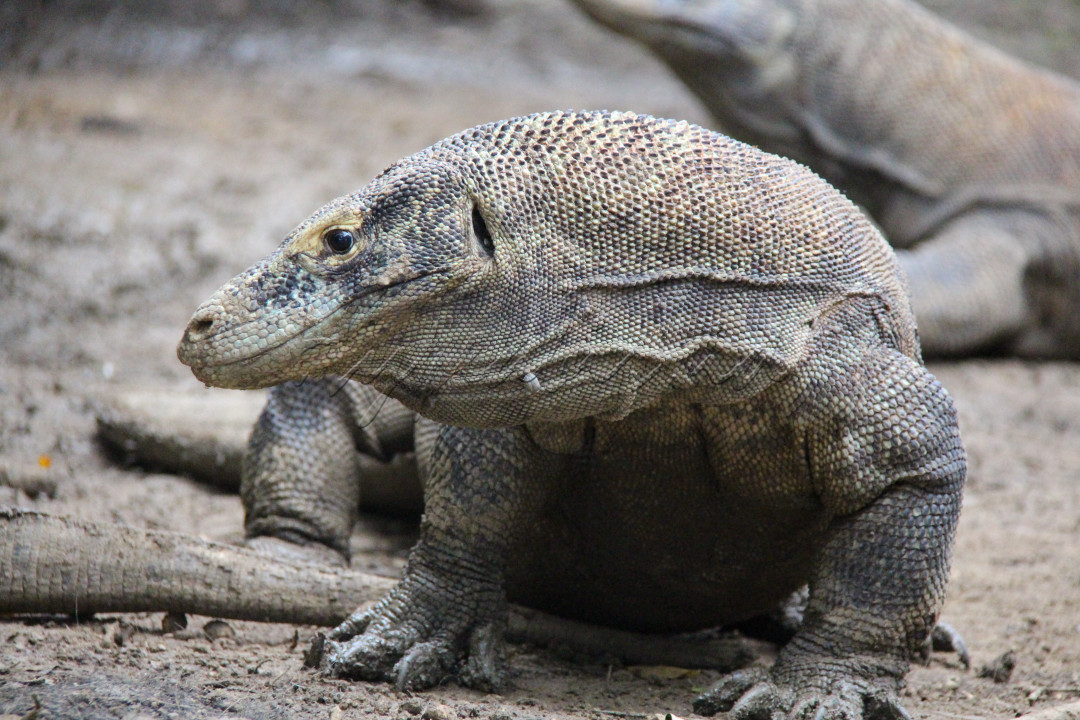 Indonesia terkenal akan dengan Budaya dan Alamnya, Komodo termaksud salah satu warisan dunia yang berada di Nusa Tenggara Timur. Kebanggaan tersendiri untuk negara Indonesia karena dengan hewan ini Indonesia terkenal di manca negara.