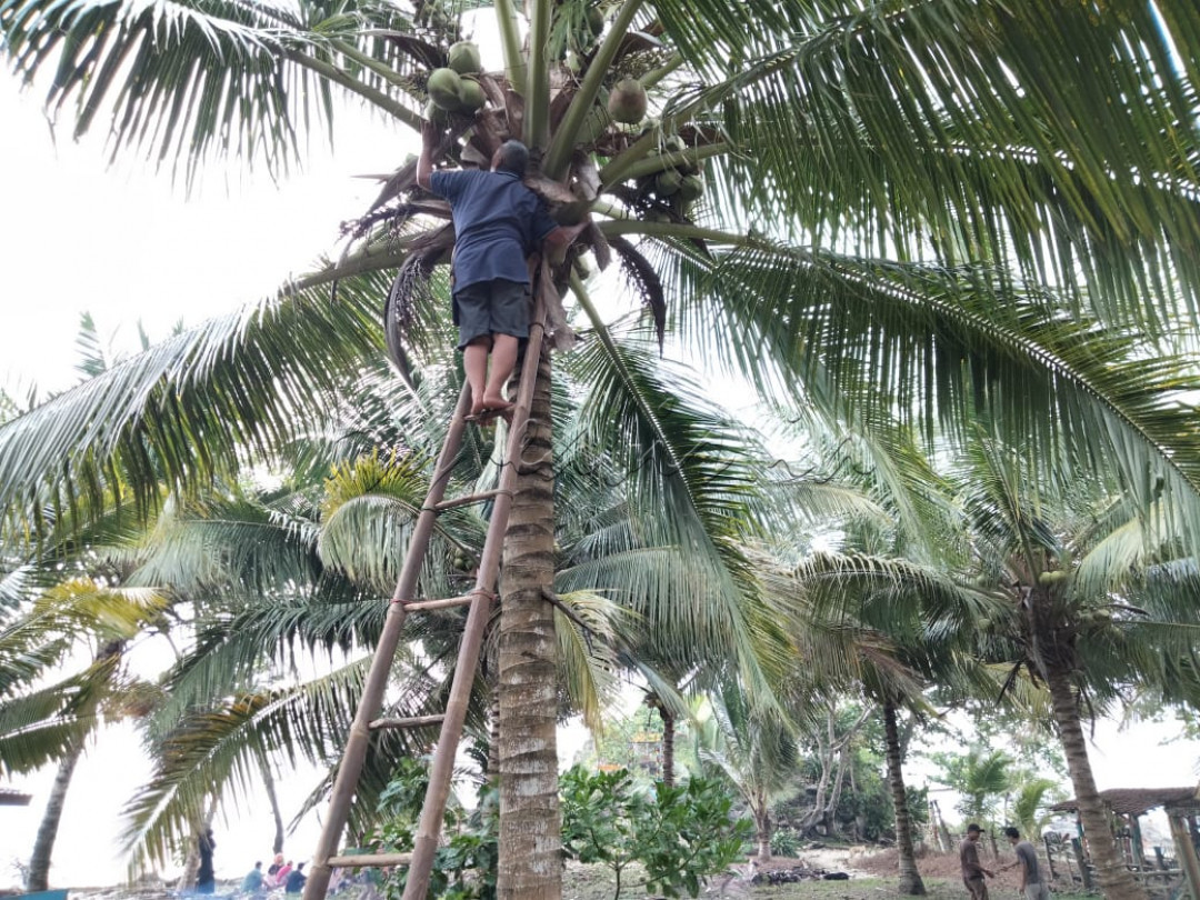 <strong>Kelapa Tepi Pantai Pasir Putih&nbsp;</strong><br />
Besar dan berisi kelapa itu. Siang panas terbalaskan dengan peluh keringat yang deras. Menyisip air kelapa petikan sendiri di&nbsp; tepi pantai pasir putih sungguh meninggalkan desir kalbu budaya yang kekal.<br />
&nbsp;