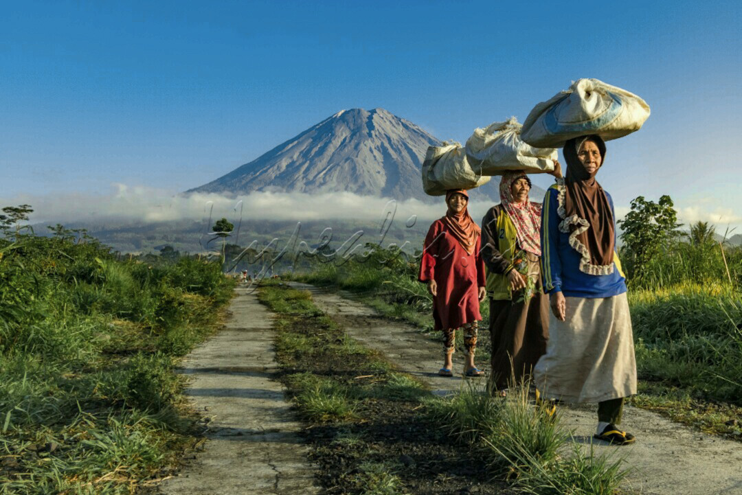 Aktifitas para petani padi Lereng Semeru&nbsp; saat pagi berangkat menuju sawah
<div>Seperti diketahui bersama bahwa suatu daerah yg dekat dengan Gunung berapi tingkat kesuburan tanahnya cukup tinggi,dan hal ini sangat baik untuk pertanian</div>