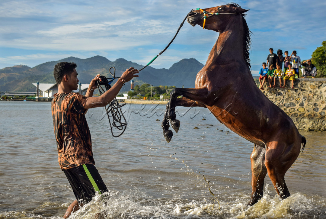 Atraksi memandikan kuda pada sore hari menjadi pemandangan yang ditunggu oleh warga sekitar Kalaki Bima NTB. Kuda dimandikan di pantai bertujuan agar lebih sehat gesit dan siap berpacu.