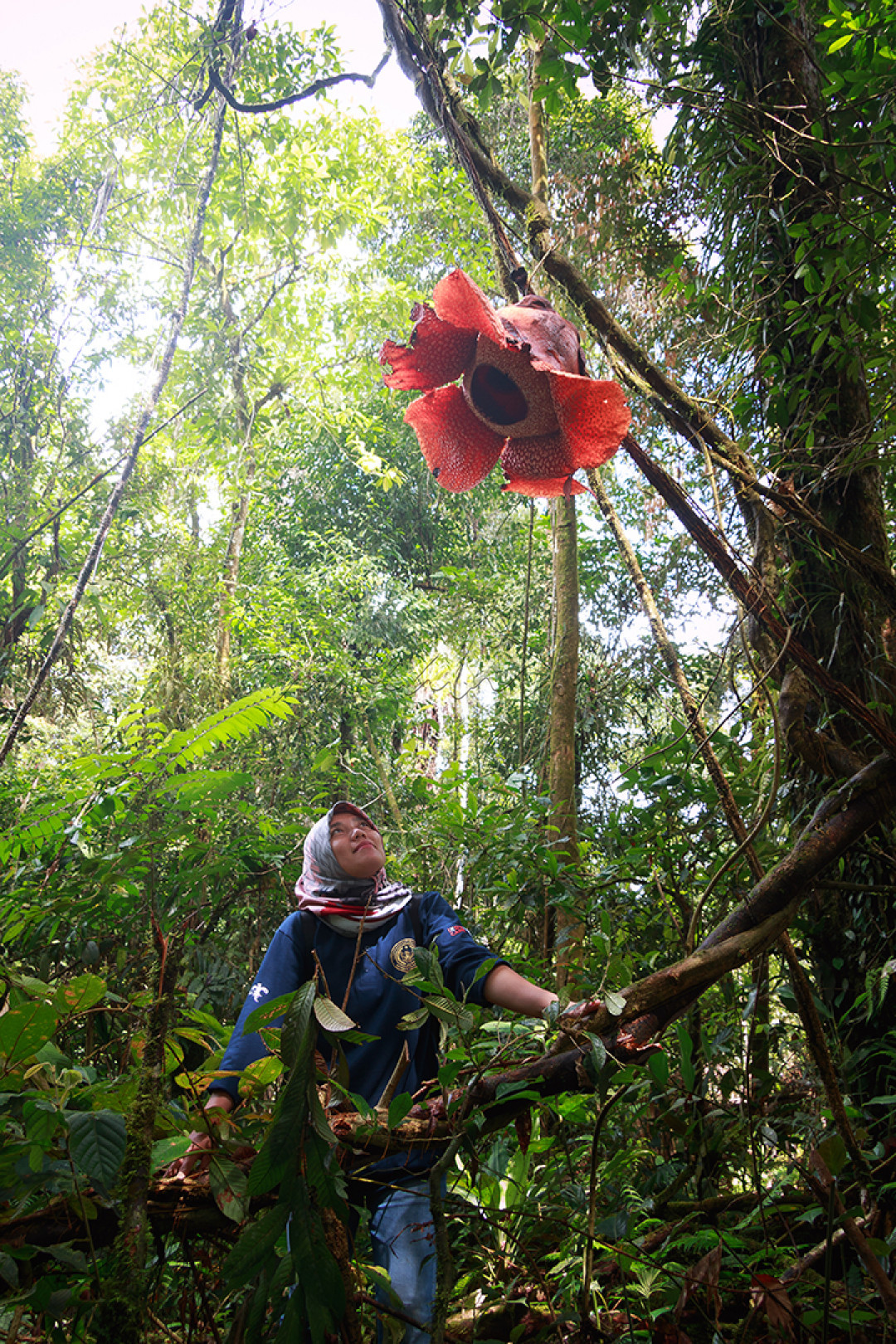 Seorang wisatawan terkagum melihat keindahan dan keunikan bunga Rafflesia Arnoldii yang menjuntai pada ketinggian 3 meter, biasanya hanya ditemukan diatas permukaan tanah. Bunga yang hidup bergantung pada inangnya dan berdiameter 80cm ini mekar di kawasan Hutan Lindung Raje Mandare (TNBBS), Desa Bungin Tambun, Kecamatan Padang Guci Hulu, Kabupaten Kaur, Provinsi Bengkulu. Walaupun harus sedikit berjalan masuk ke hutan tapi pengunjung tetap tertarik untuk melihat Rafflesia mekar di habitat aslinya, terlebih bagi wisatawan minat khusus.<br />
Rafflesia Arnoldii merupakan Puspa Langka kebanggaan Indonesia. Terdapat sekitar 13 jenis&nbsp; Rafflesia di Indonesia dan 5 jenisnya terdapat di Bengkulu yang dikenal dengan sebutan Bumi Rafflesia (<em>The Land Of Rafflesia</em>).