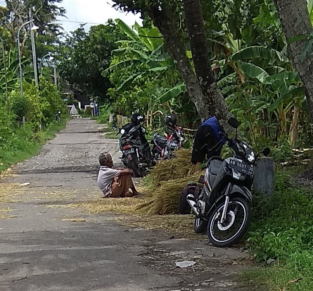 Waktunya panen sudah tiba di daerah Jogjakarta