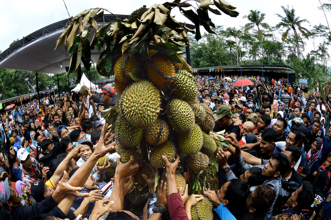 <div>Kabupaten Temanggung, Jawa Tengah, telah menggalakkan pariwisata, salah satunya 'Festival Durian Ngropoh' yang ada di Desa Ngropoh, Kecamatan Kranggan, dimana desa tersebut sebagai sumber penghasilan dari banyak buah durian yang ada.<br />
Ritual pengambilan air jamasan di sumber air Tukpitu, di dusun Kesur, sebagai mengawali rangkaian Festival Durian Ngropoh.</div>