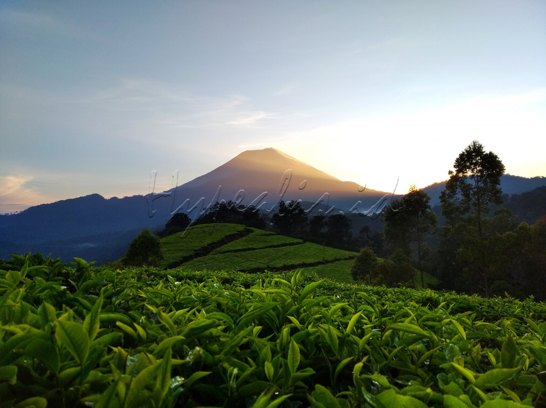 Puncak sakub merupakan bagian tertinggi dari pada kawasan perkebunan teh kaligua milik PT Nusantara IX yang terletak di wilayah kec. Paguyangan kab. brebes. puncak sakub sendiri kira kira memiliki ketinggian sekitar 2080 mdpl. puncak sakub ini tepat dibawah kaki gunung Slamet, selana perjalanan mata kita akan &nbsp;di manjakanoleh hamparan perkebunan teh yang begitu luas, hijau, dan segar. para pecinta sunrise dan sunset puncak sakub bisa menjadi alternatif Travelling loh, upsss tapi jangan lupa yah jaga kebersihan, sampah barang bawaan putung rokok juga nih walaupun kecil jangan buang sembarangan. bawa turun ke bawah. makasih&nbsp;<br />
<br />
#Hypeabisid<br />
#BisnisIndonesiaFoto