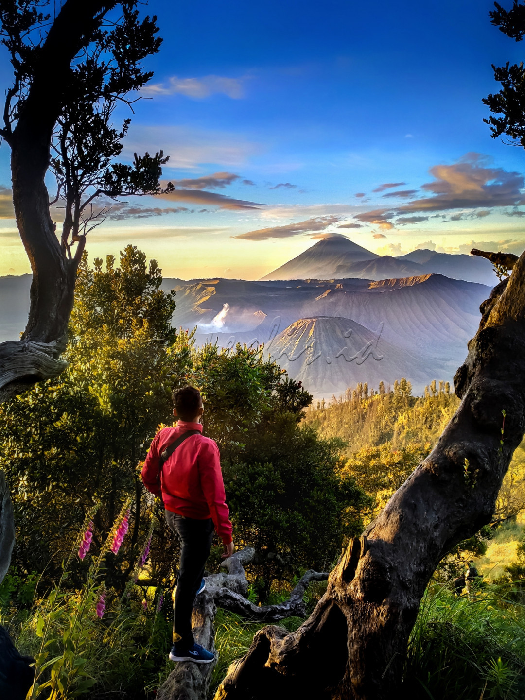 Wisata Gunung Bromo merupakan salah satu tujuan favorit daya tarik wisata internasional di Indonesia. Selain menyaksikan keindahan panorama di kawasan Wisata Gunung Bromo &ndash; Semeru, Pada hari tertentu masyarakat suku tengger mengadakan upacara adat yang terkenal dengan Upacara Kasodo. Upacara Kesodo merupakan upacara untuk memohon panen yang berlimpah atau meminta tolak bala dan kesembuhan atas berbagai penyakit, yaitu dengan cara mempersembahkan sesaji dengan di lemparkan ke kawah Gunung Bromo.<br />
<br />
Waktu yang terbaik mengunjungi kawasan Wisata Bromo adalah pada saat musim kemarau antara bulan Mei sampai Oktober karena pengunjung bisa menikmati keindahan panorama gunung bromo dengan sempurna.<br />
<br />
#lombafotobisnisindonesia<br />
#hypeabisid<br />
#BisnisIndonesiaFoto