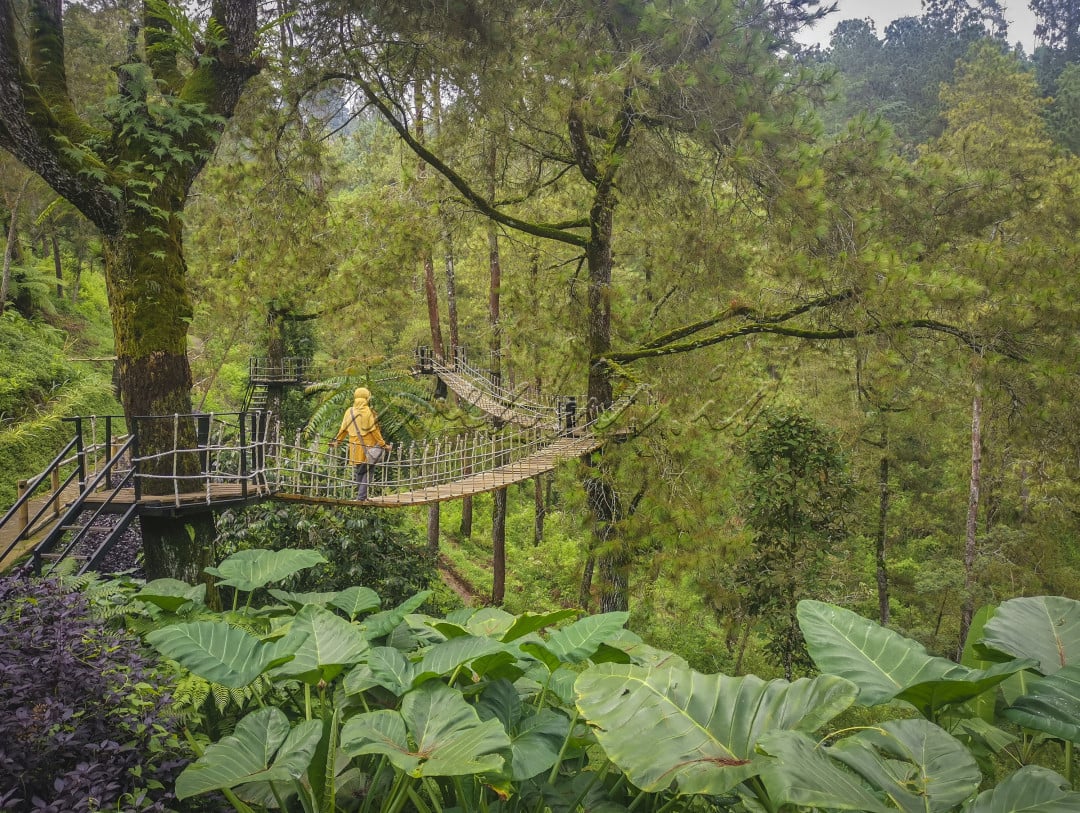 Bromo Forest Area merupakan salah satu spot wisata yang bisa dijadikan alternatif sebelum berkunjung ke Gunung Bromo. Ditempat wisata ini kita bisa berfoto-foto di beberapa spot foto, menikmati makan minum di aera hutan cemara, atau menyusuri jembatan gantung yang cukup menantang.&nbsp;