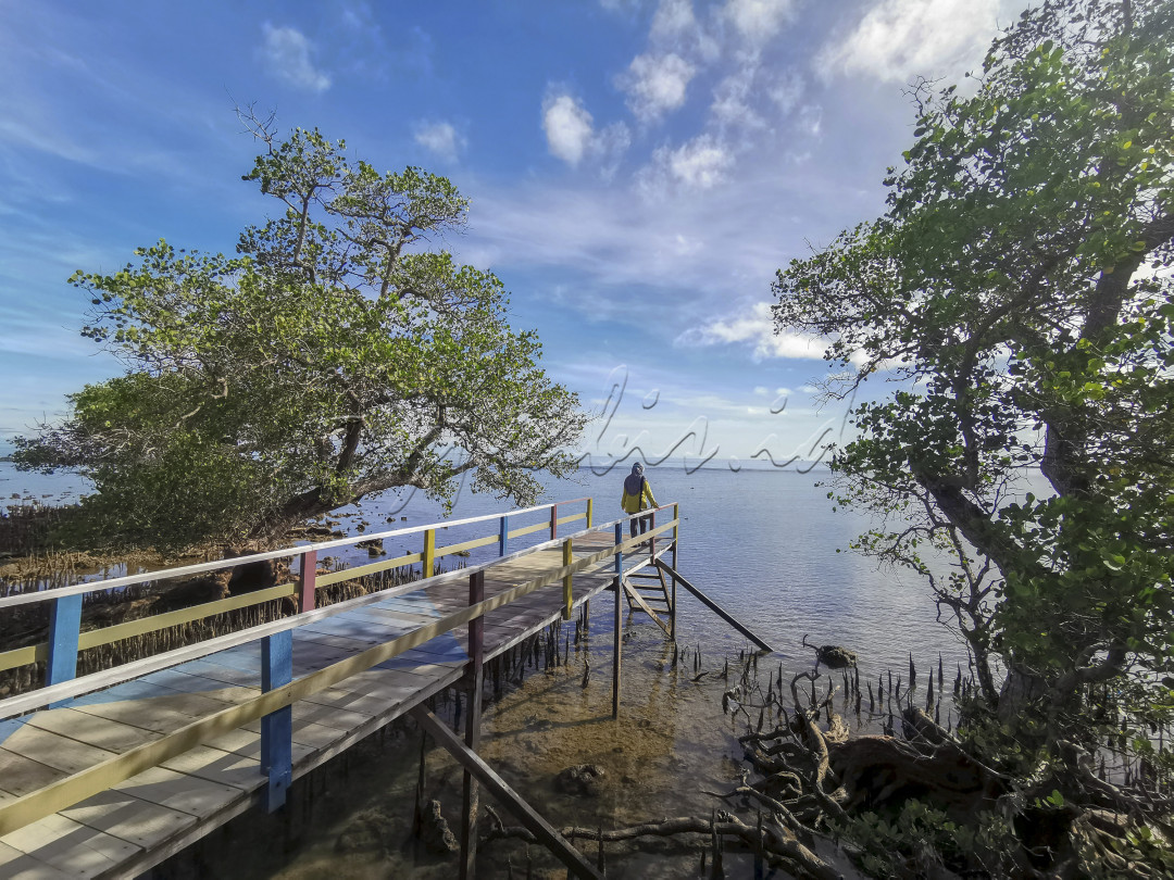 Wisata Mangrove Jung Koneng merupakan salah satu tempat wisata di Kabupaten Bangkalan yang merupakan tempat konservasi terumbu karang. Selain sebagai tempat konservasi terumbu karang di tempat ini kita bisa mengelilingi dan menikmati keindahan pemandangan hutan mangrove atau sekedar bermain di tepi pantai.<br />
&nbsp;