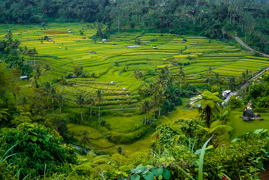 Terasering sawah Bali memang merupakan pemandangan khas yang dapat ditemukan di Bali, seperti halnya hamparan sawah yang terdapat di Kabupaten Karangasem Bali ini.