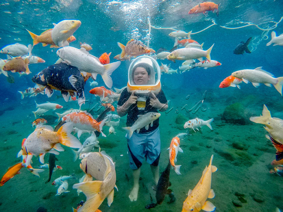 WISATA BAWAH AIR PONGGOK&mdash;Seorang wistawan Sedang menikmati wahana Umbul Ponggok Walker berupa berjalan-jalan di dasar kolam mata air sambil menikmati pemadangan ikan yang berwarna warni di Desa Ponggok, Klaten, Jawa Tengah. Wisata air tersebut dikelola oleh Badan Usaha Milik Desa atau Bumdes&nbsp; Tirta Mandiri dan mampu menjadikan Desa Ponggok menjadi desa mandiri yang mampu mensejahterakan sebagian besar masayarakatnya dengan bekerja di sektor pariwisata.