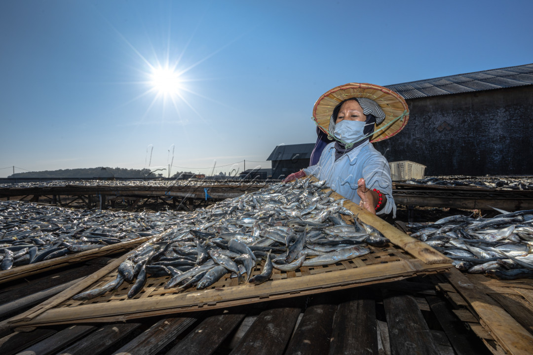 Proses penjemuran ikan setelah digarami untuk dijadikan ikan asin