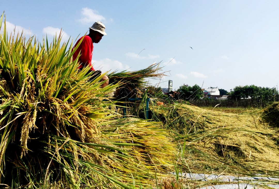 Menjadi kebanggan bagi para petani, bila hasil panenannya melimpah