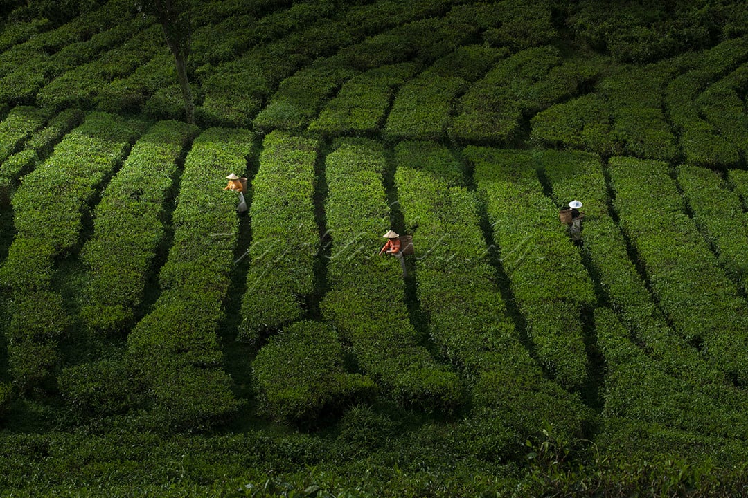 Sirah Kencong Blitar menyuguhkan pemandangan kebun teh yang sangat indah, warna hijau perkebunan menjadi pemandangan yang menyegarkan mata. Tidak hanya itu, tentunya juga sebagai spot selfie yang paling digemari di sana.<br />
Terdapat juga air terjun di kawasan tersebut, yang tentunya juga menjadi wahana yang menyegarkan buat kamu yang senang bermain air. Namun jika tidak, kamu bisa hanya menikmati pemandangan air terjun yang sangat eksotis.<br />
Pemandangan alam sekitar juga semakin menjadikan landscape menawan melengkapi keindahan kawasan wisata ini. Terutama pemandangan Gunung dan Perbukitan yang nampak sangat jelas, serta hijaunya pepohonan yang menyelimutinya.&nbsp;