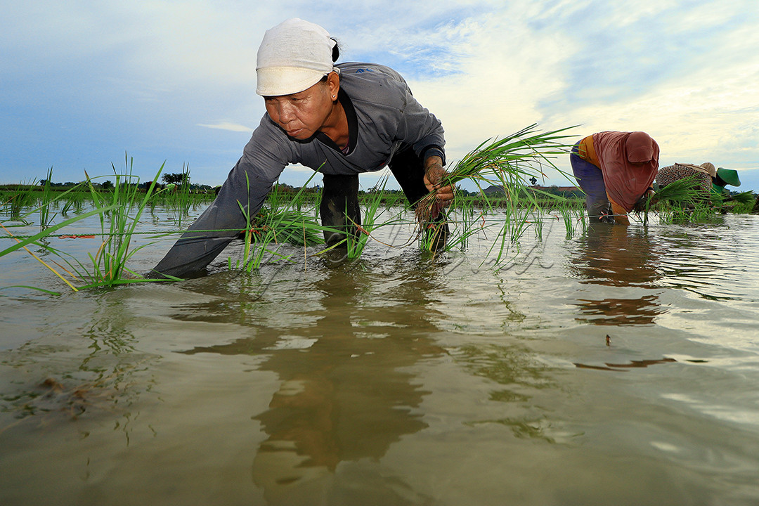 <br />
Luas wilayah Indramayu yang tercatat seluas 204.011 Ha terdiri atas 110.877 Ha tanah sawah (54,35%) dengan irigasi teknis sebesar 72.591 Ha, 11.868 Ha setengah teknis 4.365 Ha irigasi sederhana PU dan 3.129 Ha irigasi non PU sedang 18.275 Ha diantaranya adalah sawah tadah hujan. Dalam waktu satu tahun Sebagian besar sawah di Indramayu mampu panen tiga kali. Hal inilah yang menjadikan Indramayu sebagai salah satu Lumbung Padi Nasional.<br />
&nbsp;