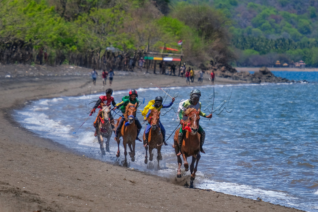 Adu cepat balap kuda di Pantai Papa, Kabupaten Bima, NTB. Pacu jaran merupakan budaya masyarakat NTB khususnya Sumbawa Besar, Dompu dan Bima.&nbsp;
