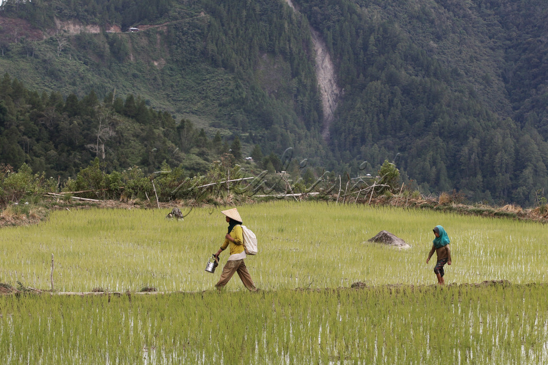Seorang ibu dan anaknya berjalan di pematang sawah di Desa Rinding Allo, Kec. Rongkong, Kab. Luwu Utara, Sulsel, Sabtu 30 Oktober 2021, selepas menanam padi di sawah.