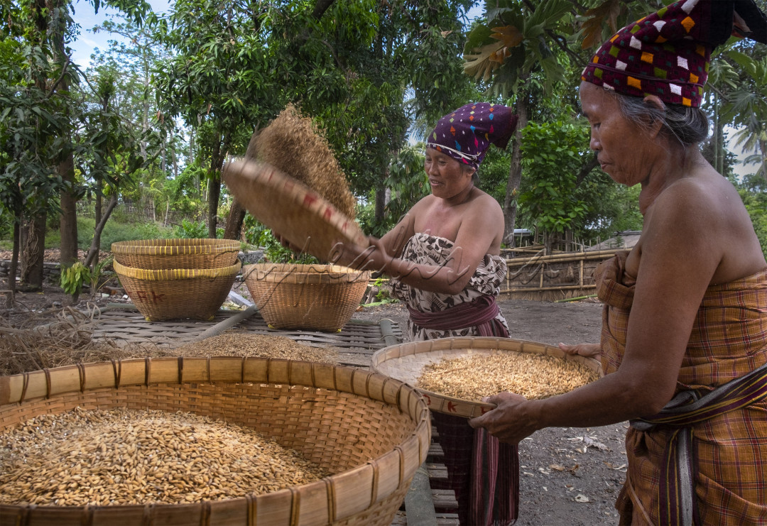 Aktivitas masyarakat suku sasak di Lombok terutama di desa Bayan kecamatan Karangbajo di Lombok Utara.&nbsp; Kehidupan suku sasak masih terjaga dengan baik, dengan pakaian khas topi dan kain menampi beras yang akan dimasak dalam upacara maukud adat bayan yang berlangsung di hari ketiga usai maulud nasional