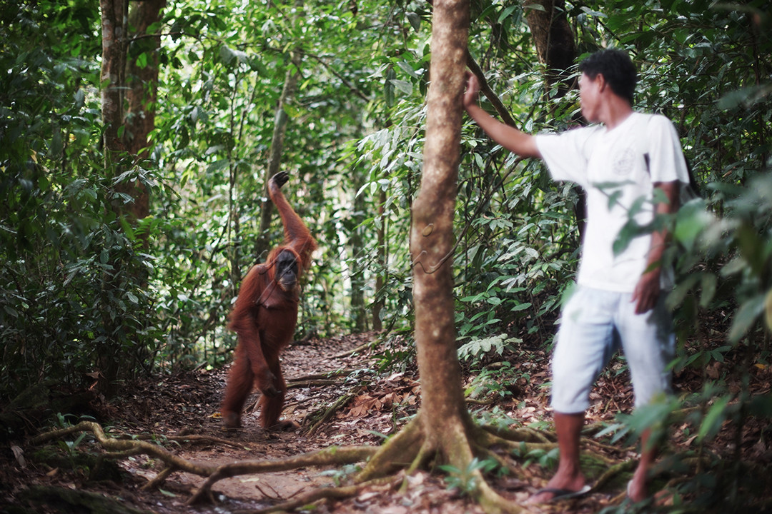 Selamet, Pemandu jalur wisata trekking Bukit Lawang Langkat, Sumut, menyapa Orang Utan bernama Pesek (02/12/2021). Pesek merupakan Orang Utan semi liat yang hidup di Taman Nasional Gunung Leuser dan selalu menjadi primadona bagi pengunjung karena kerap berpose apabila kamera diarahkan padanya.&nbsp;