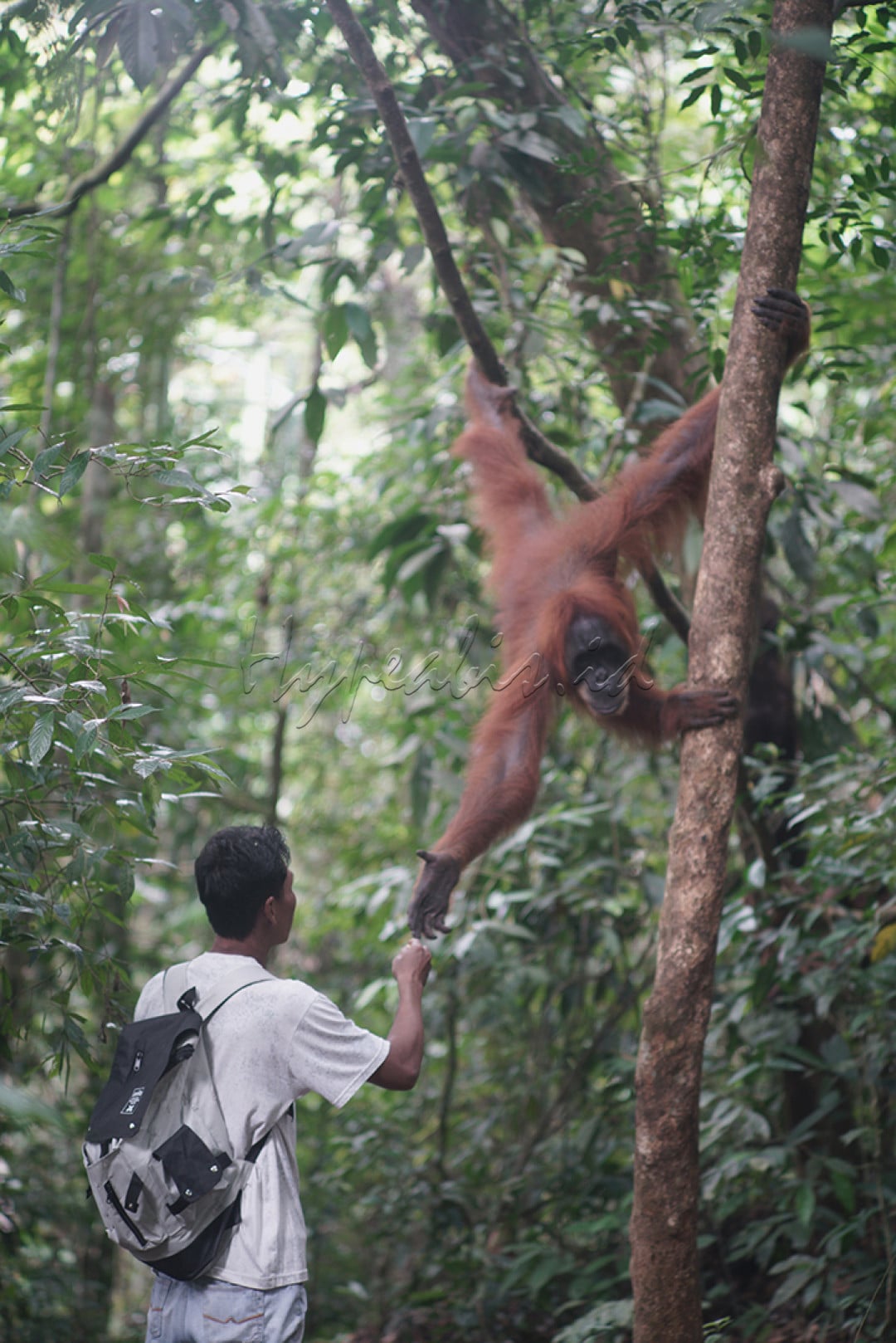 Selamet, Pemandu jalur wisata trekking Bukit Lawang Langkat, Sumut, menyapa Orang Utan bernama Pesek (02/12/2021). Pesek merupakan Orang Utan semi liat yang hidup di Taman Nasional Gunung Leuser dan selalu menjadi primadona bagi pengunjung karena kerap berpose apabila kamera diarahkan padanya.&nbsp;