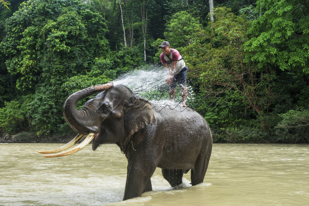 Seekor gajah jantan yang diberi nama Theo terlihat bercanda dengan cara menyemburkan air dari belalainya kepada&nbsp; seorang mahout (pawang gajah) di&nbsp;Taman Nasional (TN) Gunung Leuser, Desa Namo Sialang Kecamatan Batang Serangan, Kabupaten Langkat, Sumatera Utara, Minggu (04/04/2021).<br />
&nbsp;