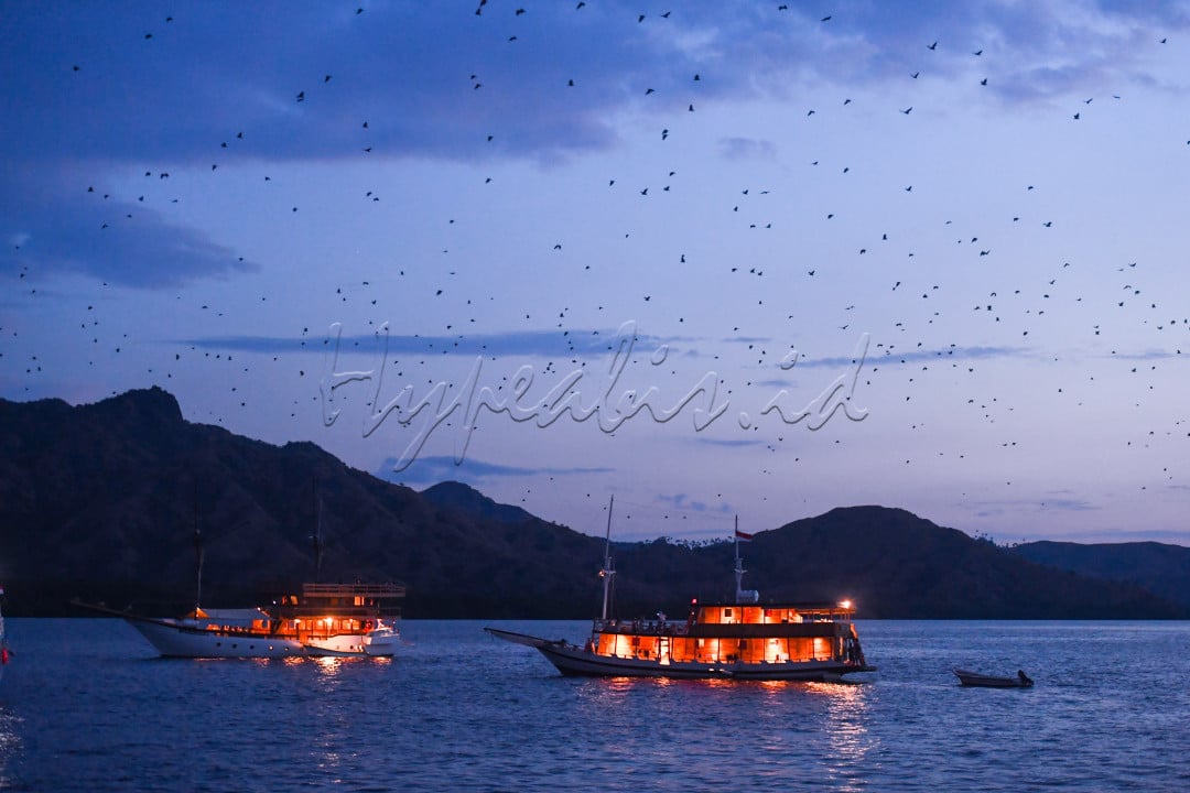 Hypeabis Wisata Pulau Kalong Labuan Bajo