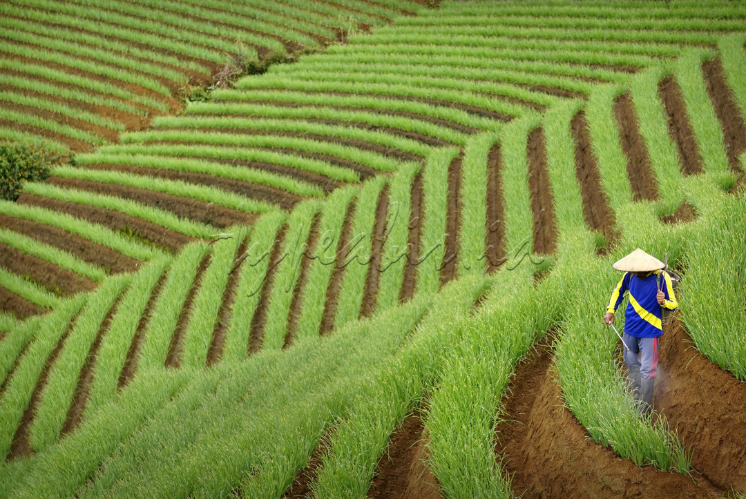 Seorang petani menyemprotkan cairan pestisida di ladang bawang miliknya di Argapura, Kabupaten Majalengka, Jawa Barat (Sabtu, 11 Januari 2020). Ladang di lereng Gunung Ciremai tersebut tertata rapi dan indah sehingga menarik banyak wisatawan datang mengunjungi. Sebagian besar petani di Argapura menggarap ladang dengan menanam bawang.