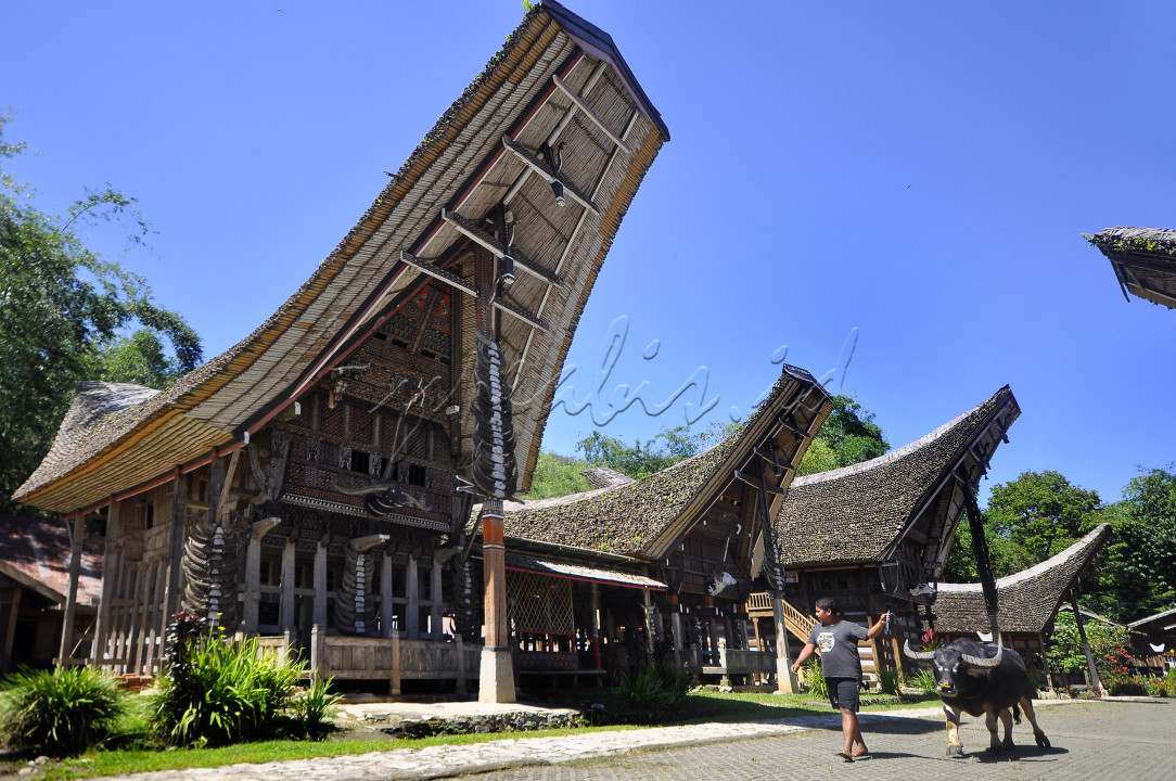 Objek wisata ternama dengan susunan rumah tradisional Tongkonan yang tertata rapi ini berada di Ketekesu Toraja Utara.