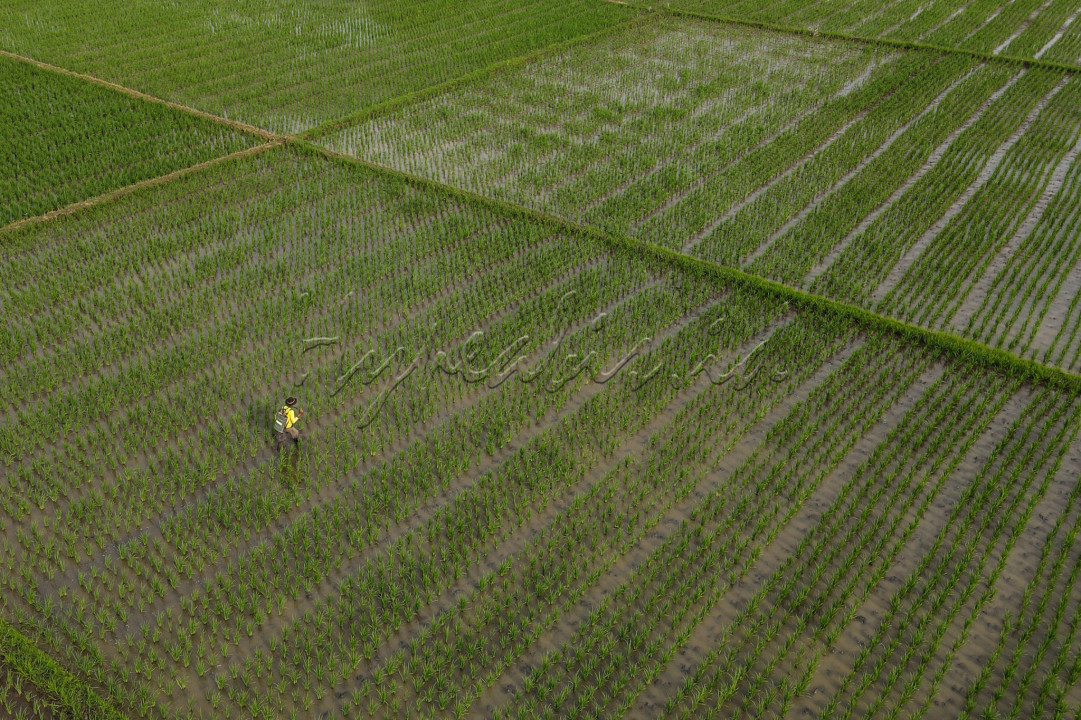 Para petani terlihat sibuk merawat padi hingga masuk masa panen nanti.