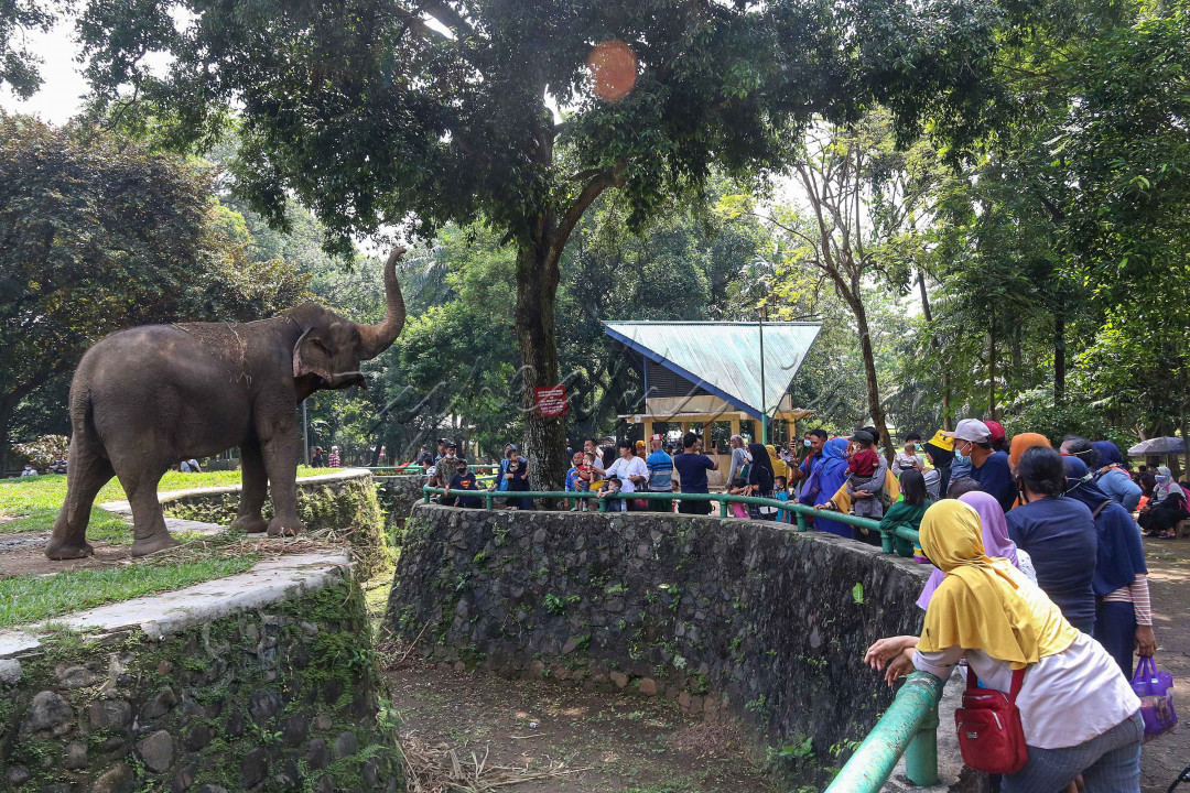 Pengunjung menyaksikan Gajah sumatra (Elephas maximus sumatranus) di Taman Margasatwa Ragunan, Jakarta. Ragunan menjadi salah satu tempat wisata favorit warga Ibu Kota di akhir pekan. Selain itu, tempat wisata ini pun dapat menjadi sarana pembelajaran untuk anak-anak dalam mengenal beberapa jenis satwa yang ada di kebun binatang tersebut.<br />
&nbsp;