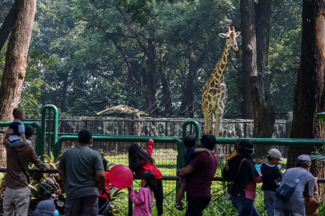 Pengunjung menyaksikan jerapah di Taman Margasatwa Ragunan, Jakarta.<br />
&nbsp;