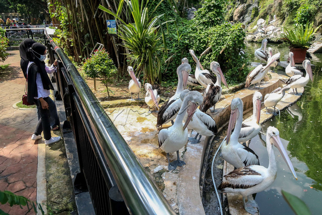 Pengunjung menyaksikan burung pelikan di Taman Margasatwa Ragunan, Jakarta.<br />
&nbsp;