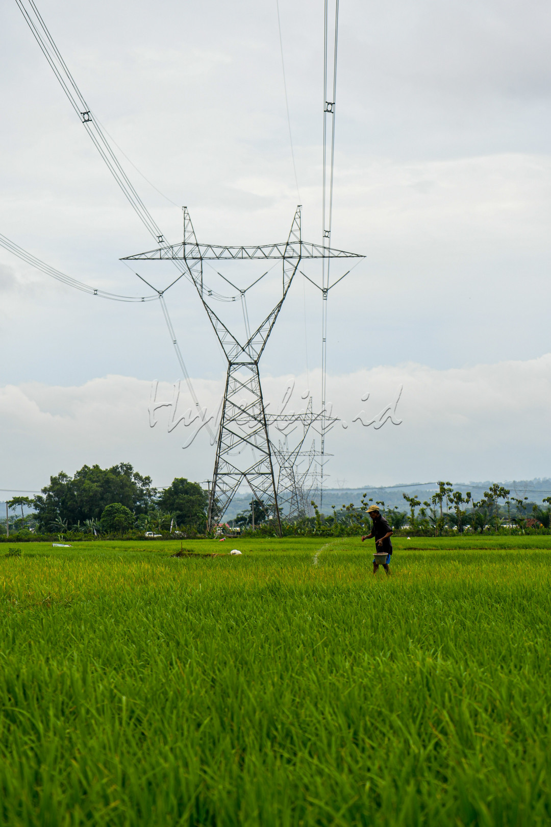 Petani menaburkan pupuk di areal persawahan usai menanam padi. Pemberian pupuk merupakan komponen penting dalam bercocok tanam.&nbsp;