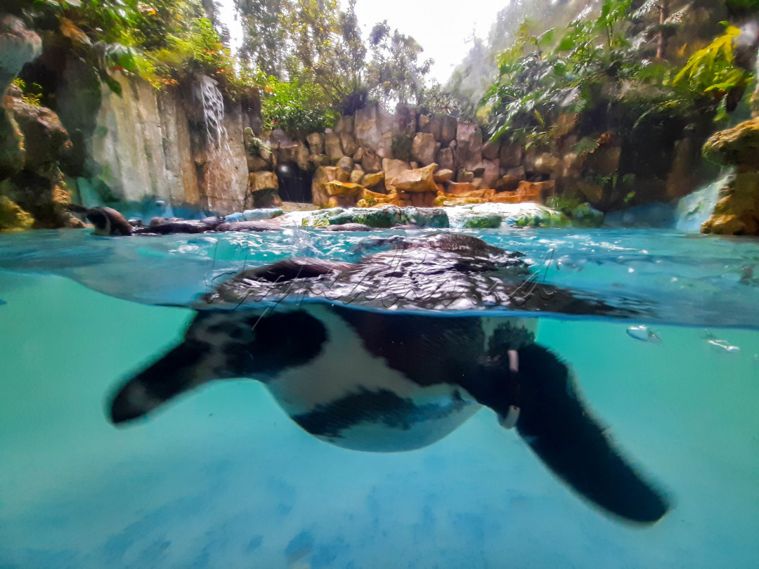 Taman Safari Indonesia adalah tempat wisata keluarga yang berorientasi pada habitat satwa di alam bebas. Taman Safari Indonesia terletak di Desa Cibeureum, Kecamatan Cisarua, Kabupaten Bogor, Jawa Barat atau yang lebih dikenal dengan kawasan Puncak.&nbsp;