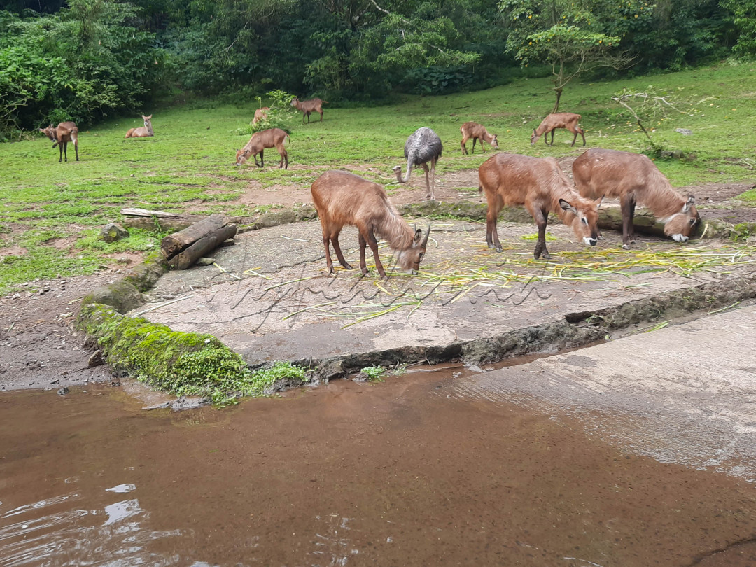 Taman Safari memiliki sekitar 2500 koleksi satwa dari hampir seluruh penjuru dunia termasuk satwa langka, seperti&nbsp;harimau benggala,&nbsp;jerapah,&nbsp;singa,&nbsp;orang utan,&nbsp;gajah,&nbsp;anoa,&nbsp;komodo&nbsp;dan lain sebagainya.&nbsp;
<div>&nbsp;</div>