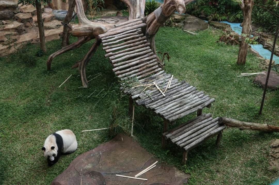 Pengunjung dapat melihat tingkah laku menggemaskan hewan bertubuh gempal tersebut.