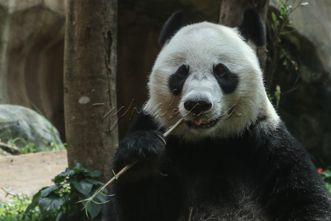 Terdapat beberapa zona favorit, salah satunya adalah Istana Panda.&nbsp;Istana Panda merupakan salah satu spot favorit pengunjung untuk melihat panda yang diberi nama Cai Tao dan Hu Chun.