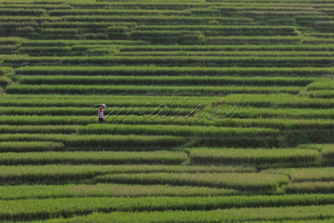Kabupaten Majalengka ternyata menyimpan pesona wisata alam yang indah. Salah satu destinasinya adalah Desa Wisata Bantaragung, yang terletak di Sindangwangi, Majalengka, Jawa Barat.<br />
&nbsp;
